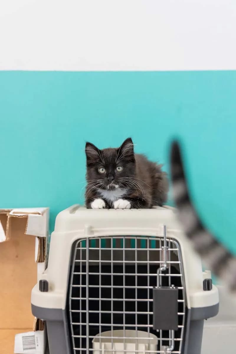 Cat sitting on carrier