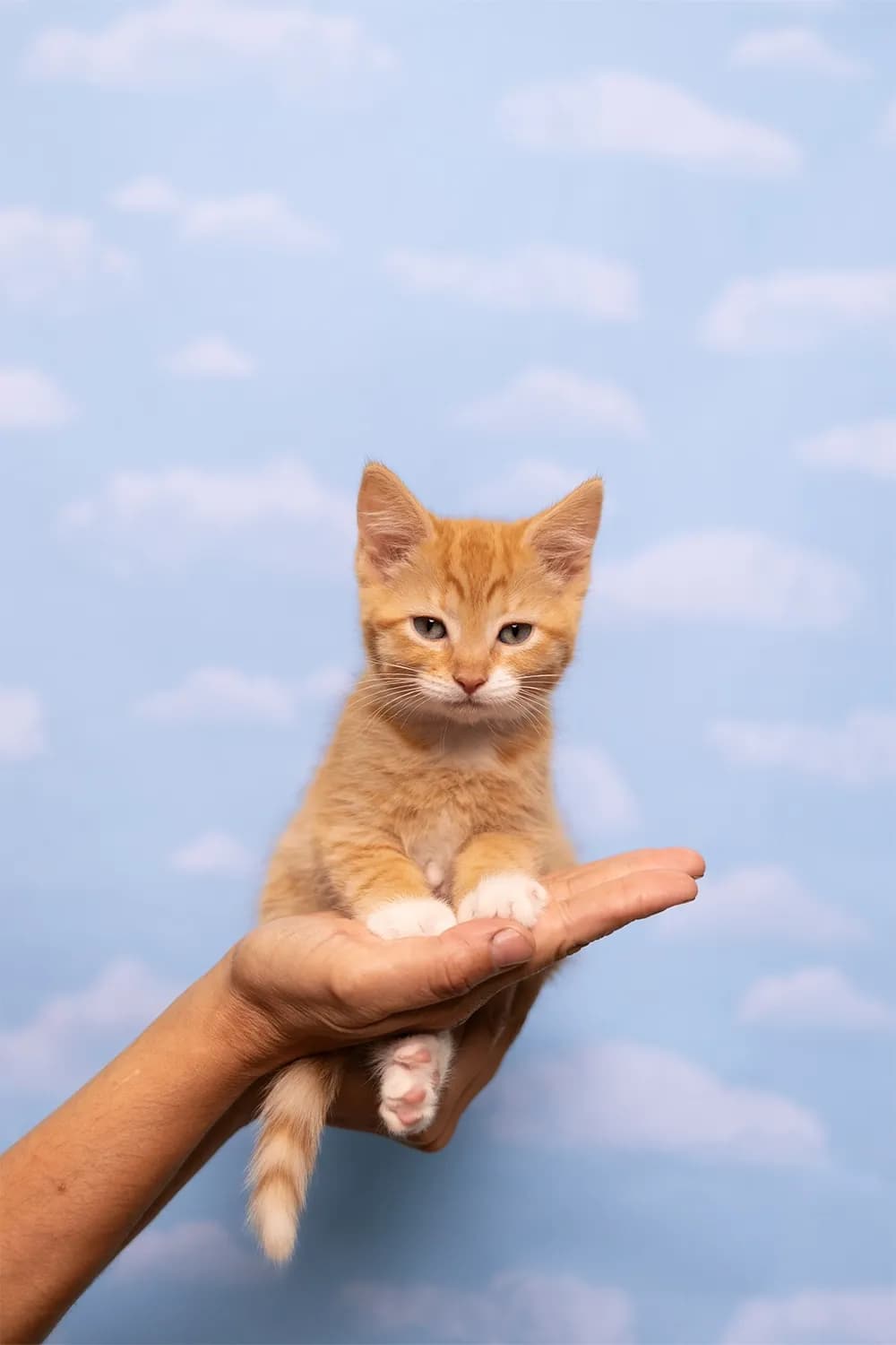 Orange Cat in the Clouds