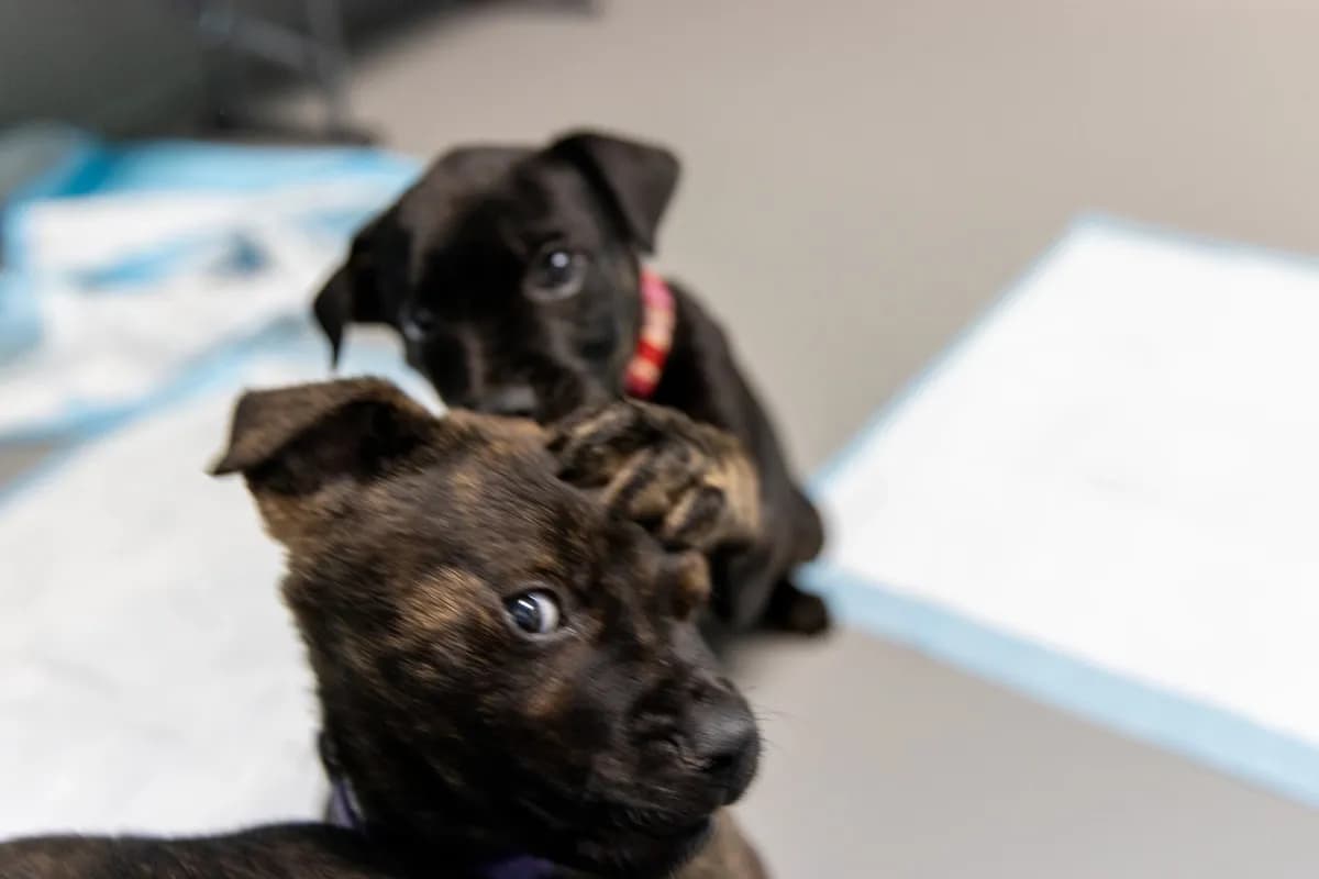 Dogs taking a selfie